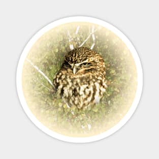 Little owl Magnet